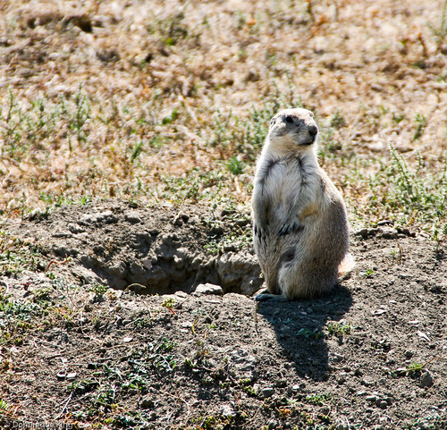 Teddy Roosevelt NPS, North Dakota, Prairie dog